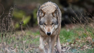 Le loup réapparaît dans le Finistère après plus d'un siècle d'absence