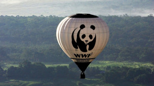 Bericht: "Massive" Finanzlücken beim WWF - Entlassungen geplant  