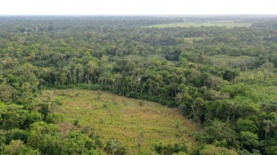 La selva amazónica, "rehén" de guerrilleros para negociar en Colombia