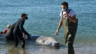 Grèce: une jeune baleine blessée retrouve la mer