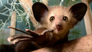 Take your pick: Aye-aye joins ranks of snot-eaters