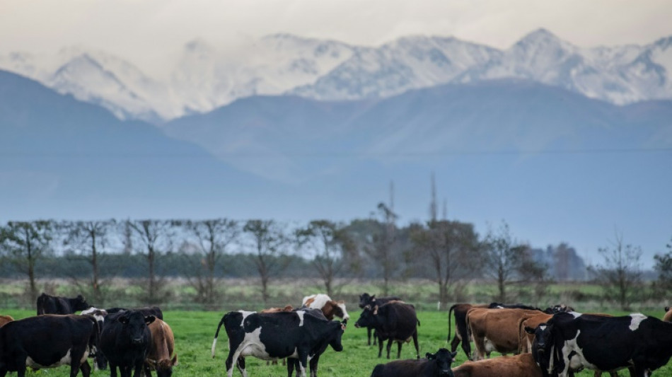 New Zealand outlines plans to tax livestock burps, farts