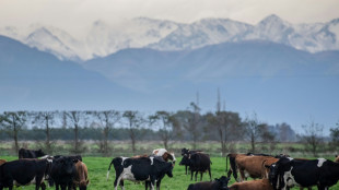 Nueva Zelanda presenta plan para gravar los gases naturales del ganado