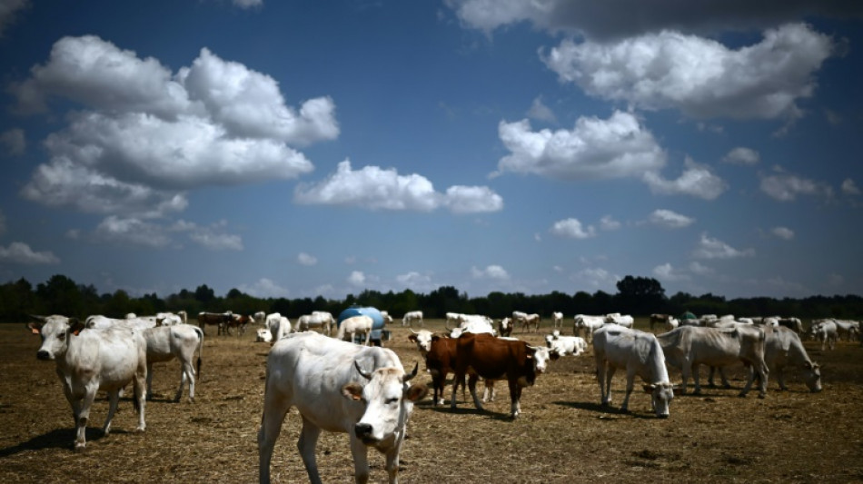 Drought blamed for dozens of cow poisoning deaths in Italy