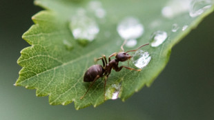 Des fourmis pour "renifler" les cancers