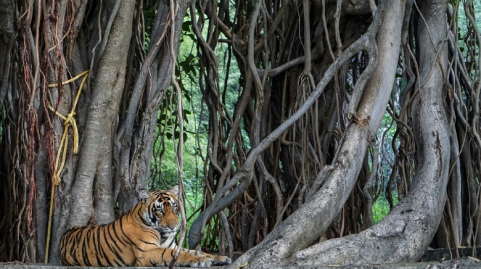 Mujeres en India son víctimas de las tecnologías para vigilar la fauna