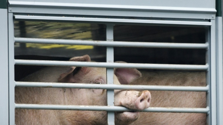 Tierschützer fordern Verbot von Lebendtiertransporten in Deutschland