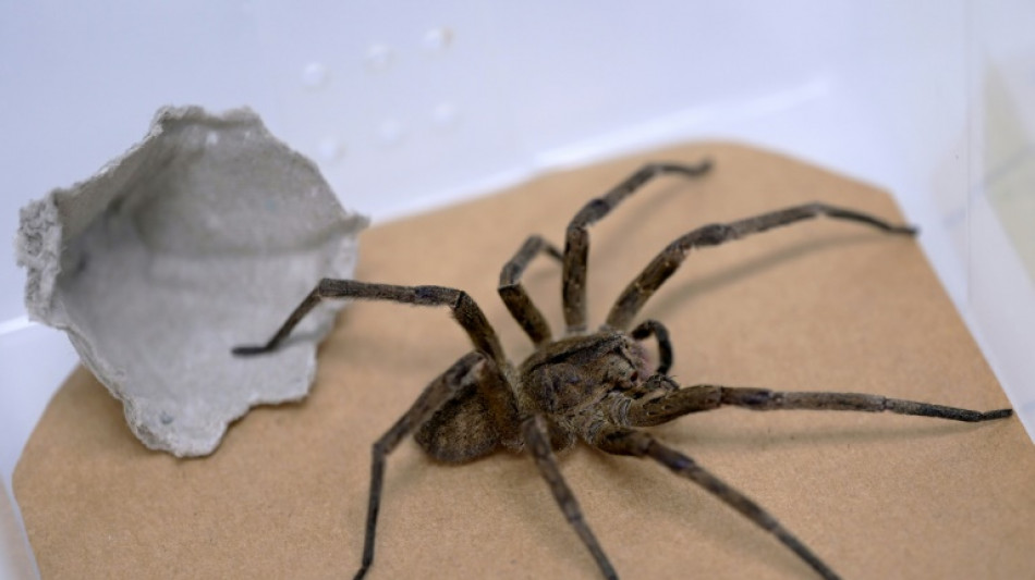 En Brasil, una araña venenosa como aliada contra la disfunción eréctil