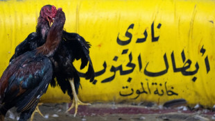 Cockfighting still a popular blood sport in southern Iraq