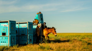 Dans les steppes du Kazakhstan, le retour des chevaux sauvages de Przewalski