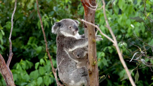 Geschlecht von Koalababys in Stuttgarter Zoo steht fest - Junge und Mädchen