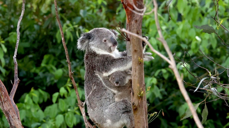 Zwei Koalababys in Stuttgarter Zoo geboren