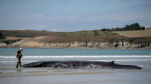 Une nouvelle baleine s'échoue sur une plage du Finistère