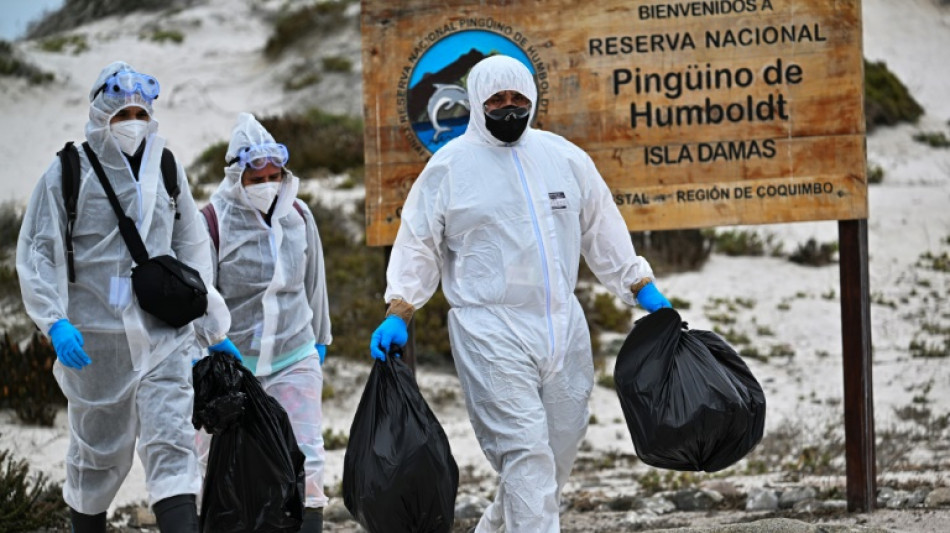 Chile redobla esfuerzos ante mortandad de fauna marina por gripe aviar