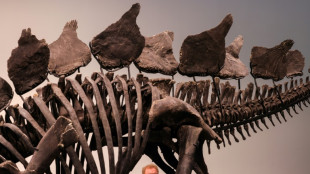 Stegosaurus skeleton to fetch millions at New York auction