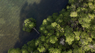 O manguezal de Guadalupe, o humilde guardião contra as mudanças climáticas