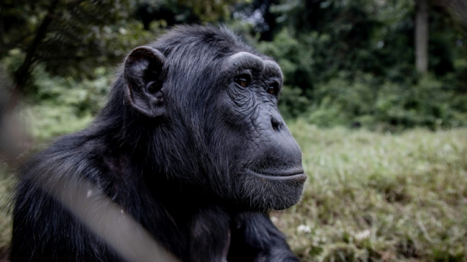 Le chimpanzé face au principe d'incertitude