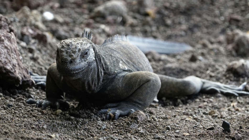 Iguanas se reproducen en isla de Galápagos de donde desaparecieron hace un siglo