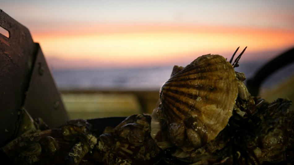 Coquille Saint-Jacques: l'or blanc du Bessin se porte bien