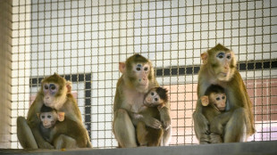 Lab monkeys escape after US road crash, one on the loose