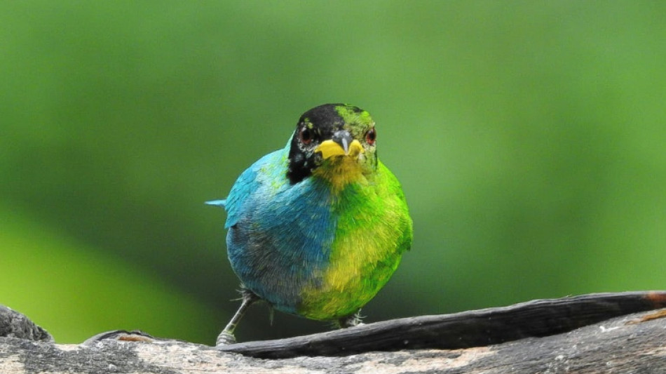 Moitié femelle, moitié mâle, un rare oiseau observé en Colombie