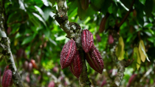 A qui profite la folle envolée des prix du cacao? 