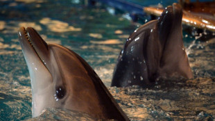 Russia is 'training combat dolphins' in Crimea: UK