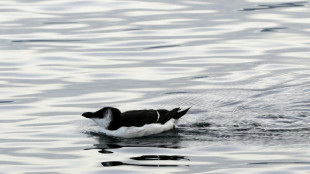 Des pingouins Torda observés en Corse et sur le pourtour méditerranéen