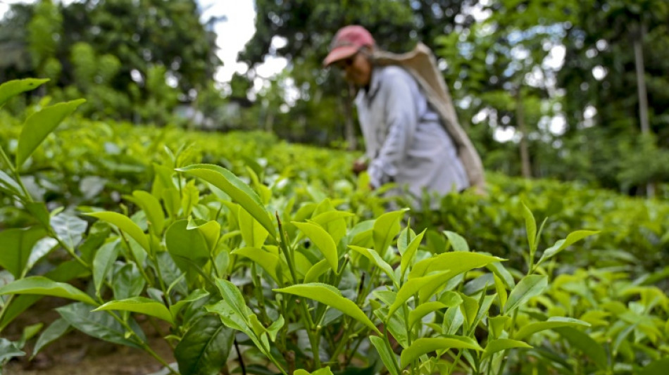 Sri Lanka tea exports lowest in 23 years