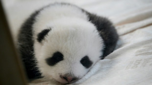 Entrée en scène des bébés pandas jumeaux au zoo de Berlin