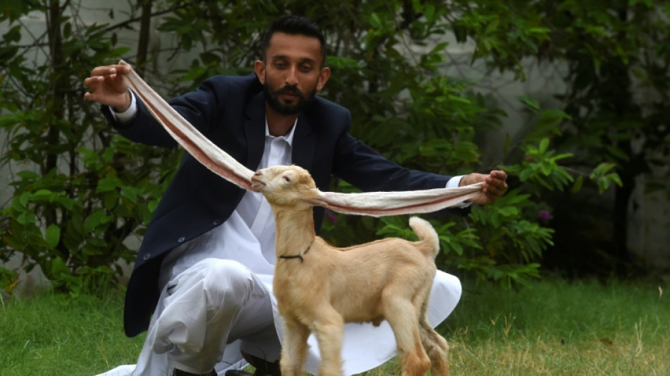 Is this goat the GOAT? Long-eared kid takes Pakistan by storm