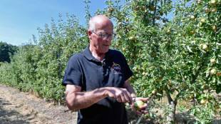 Dans les vergers français, des arbres fruitiers à l'épreuve de la sécheresse