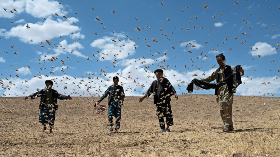 Afghan farmers despair as locusts plague precious crops