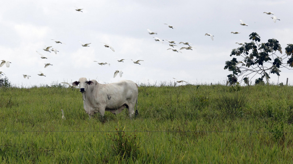 'Il fallimento della pace in Colombia aumenta la deforestazione'