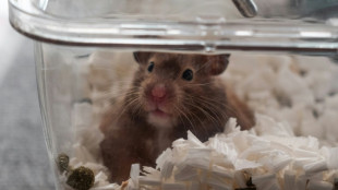 Hong Kong warns animal lovers not to obstruct hamster cull