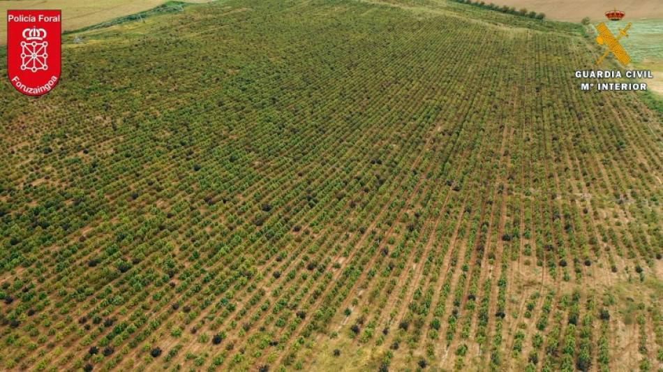 Desmantelada en España una gran explotación con 415.000 plantas de cannabis