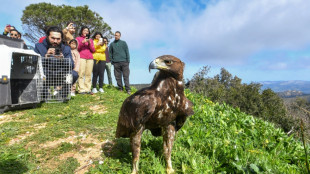 En Tunisie, de jeunes passionnés aident des rapaces à retrouver la vie sauvage