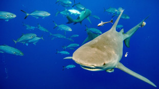 Tiburones, tortugas y riesgo sanitario en la agenda de cumbre de especies amenazadas en Panamá