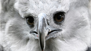 In Colombia, a long, perilous romance to save the harpy eagle