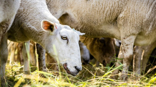Griechenland verbietet nach Seuchenausbruch Transport von Schafen und Ziegen