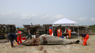 Con el argumento "Salven a las ballenas", los detractores de la energía eólica crecen en las costas de EEUU