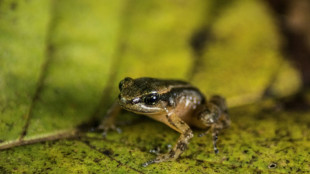 Sauver la grenouille de Mucuchies:  la mission d'un laboratoire au Venezuela
