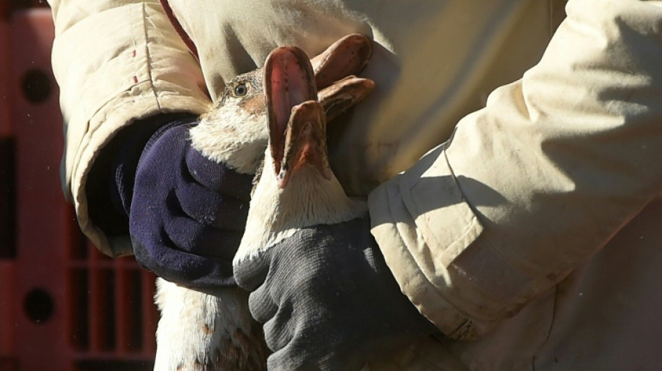 Europe gripped by worst ever bird flu outbreak: EU