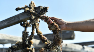 Heatwave batters Spain's Mediterranean mussel crop