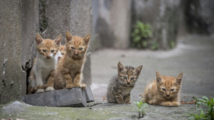 Unbekannte entsorgen in Rheinland-Pfalz Katzenbabys in Mülleimer