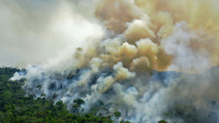 Un tiers de la forêt amazonienne "dégradée" par l'activité humaine et la sécheresse