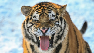 Easy, tiger: study maps big cats' personalities