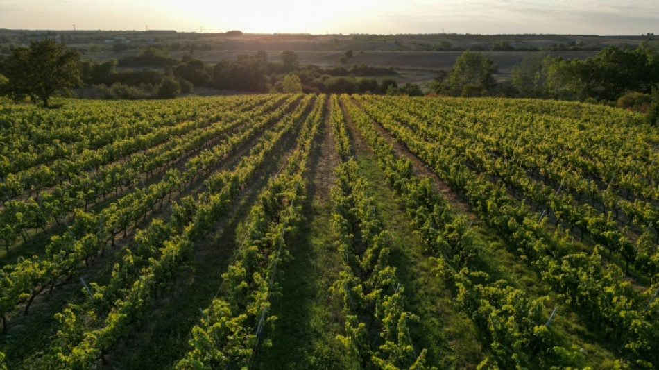 Le vin turc voit son salut dans l'exportation 