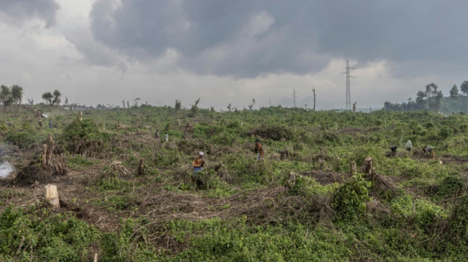 La deforestación avanza en el este de RD Congo, bajo la presión de milicianos y desplazados