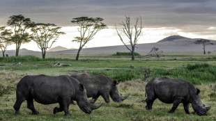 Luces y sombras en la conservación de rinocerontes, según la UICN